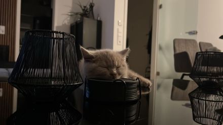 Liebevolle BKH-Kitten mit Stammbaum suchen ihr Für-immer-Zuhause