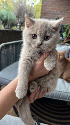 Liebevolle BKH-Kitten mit Stammbaum suchen ihr Für-immer-Zuhause