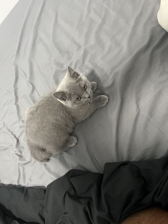 2 BKH Katzen 🐈