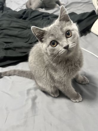 2 BKH Katzen 🐈