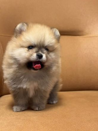 Teddybär Pomeranian Welpen