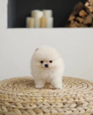 Teddybär Pomeranian Welpen