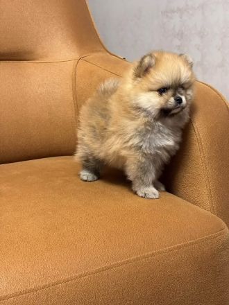 Teddybär Pomeranian Welpen