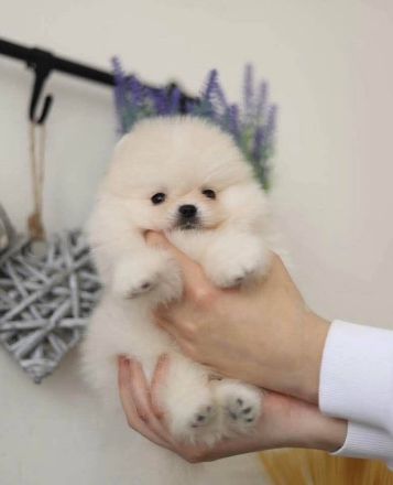 Teddybär Pomeranian Welpen