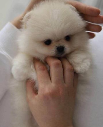 Teddybär Pomeranian Welpen