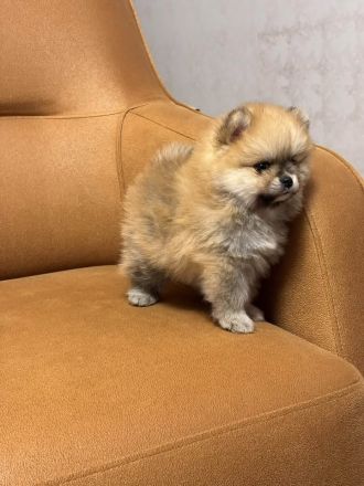Teddybär Pomeranian Welpen
