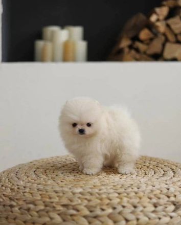 Teddybär Pomeranian Welpen