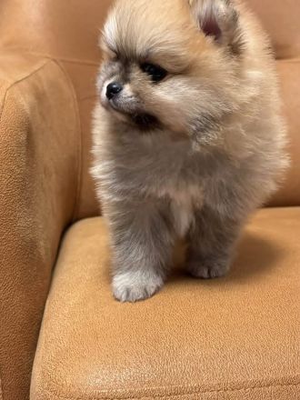Teddybär Pomeranian Welpen