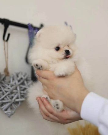 Teddybär Pomeranian Welpen