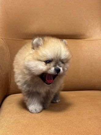 Teddybär Pomeranian Welpen