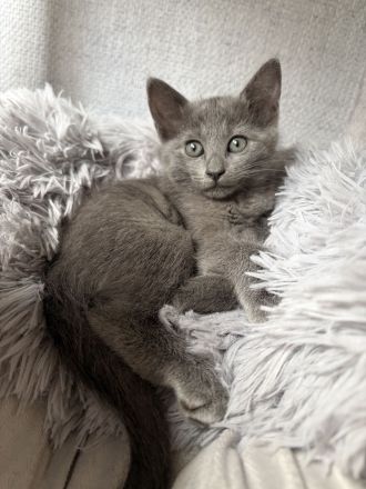 BKH Kitten