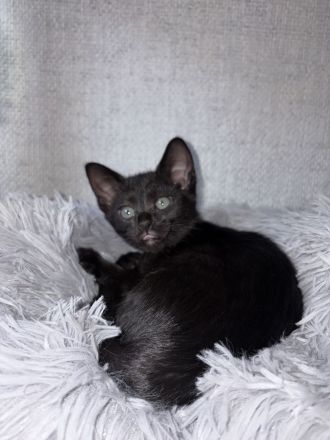 BKH Kitten
