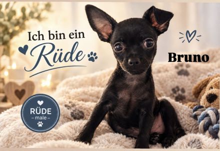Zwei kleine Rüden suchen noch ihre Familie