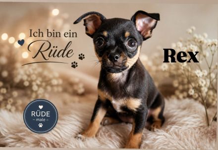 Zwei kleine Rüden suchen noch ihre Familie