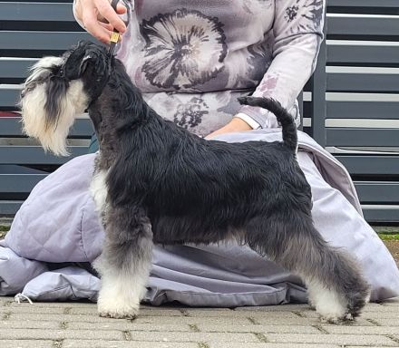 Zwergschnauzer Schwarz-Silber