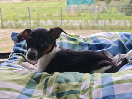 Jack Russell Welpe Hündin
