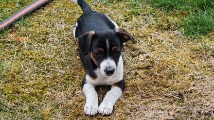 Jack Russell Welpe Hündin