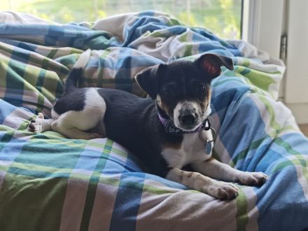 Jack Russell Welpe Hündin