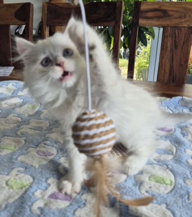 Zuckersüße Ragdoll - BLH - Kitten , geimpft, entwurmt, gechippt.