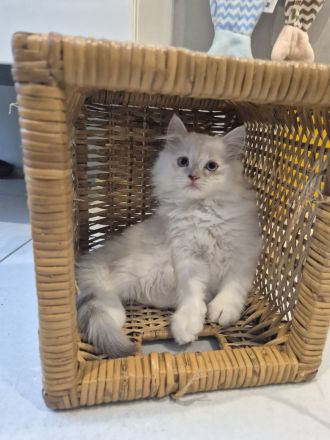 Zuckersüße Ragdoll - BLH - Kitten , geimpft, entwurmt, gechippt.