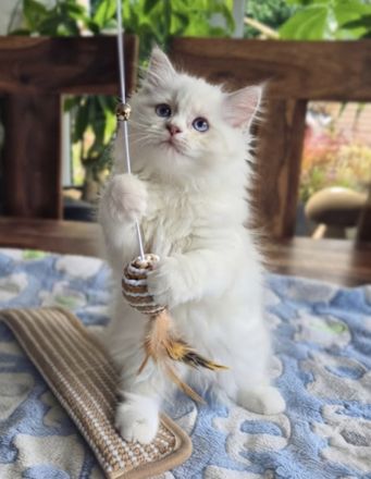 Zuckersüße Ragdoll - BLH - Kitten , komplett 2-fach geimpft, entwurmt, gechippt.