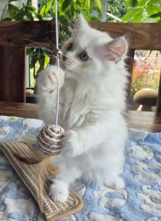 Zuckersüße Ragdoll - BLH - Kitten , geimpft, entwurmt, gechippt.