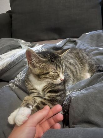 Geschwisterkitten suchen neues Zuhause (auch einzeln)