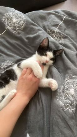 Geschwisterkitten suchen neues Zuhause (auch einzeln)