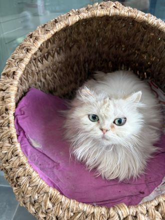 Chinchilla Perserkatze sucht ein dauerhaftes Zuhause