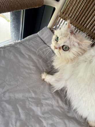 Chinchilla Perserkatze sucht ein dauerhaftes Zuhause