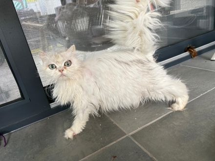 Chinchilla Perserkatze sucht ein dauerhaftes Zuhause