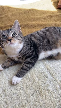 Junge Katze zu verkaufen