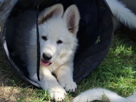 Weißer Schäferhund Welpen mit Papieren