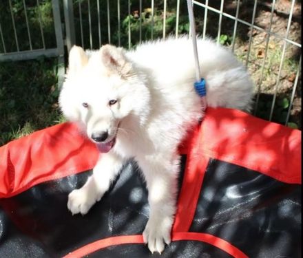 Weißer Schäferhund Welpen mit Papieren