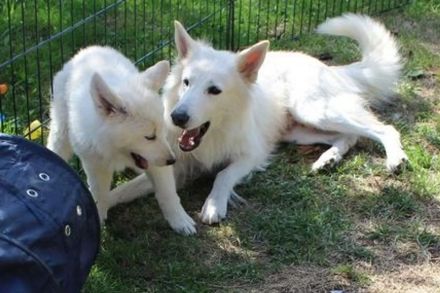 Weißer Schäferhund Welpen mit Papieren