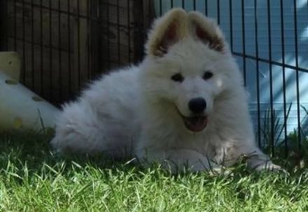 Weißer Schäferhund Welpen mit Papieren