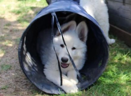 Weißer Schäferhund Welpen mit Papieren