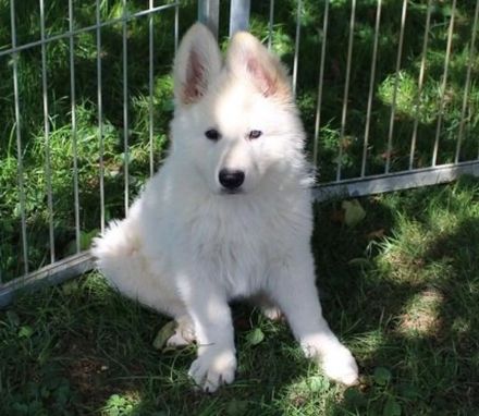 Weißer Schäferhund Welpen mit Papieren