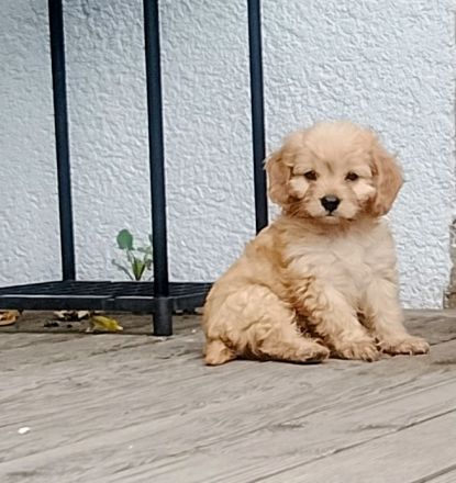 Traumhaft schöne Cavapoo Welpen