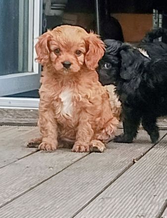 Traumhaft schöne Cavapoo Welpen