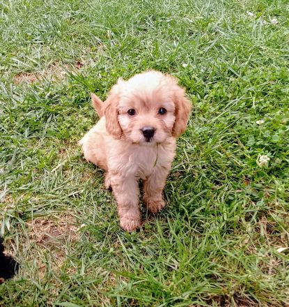 Traumhaft schöne Cavapoo Welpen
