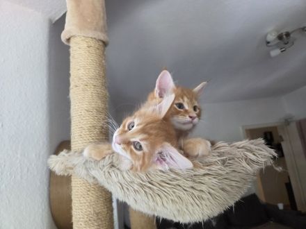 2 Katzen Geschwister