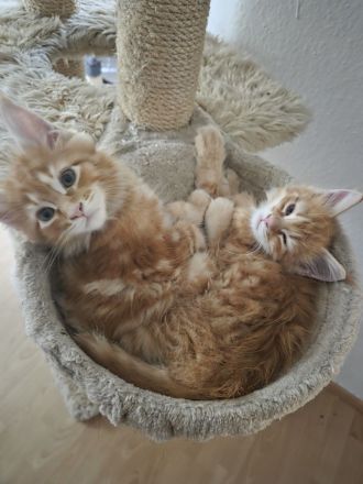 2 Katzen Geschwister