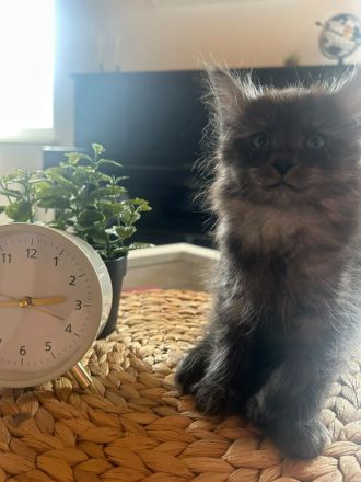 Maine Coon Kitten Katzenbabys