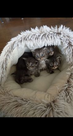 Maine Coon Kitten Katzenbabys