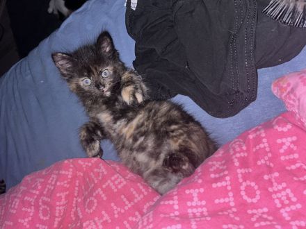 Maincoon Kitten