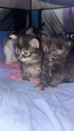 Maincoon Kitten