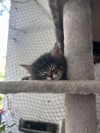 Maincoon Kitten
