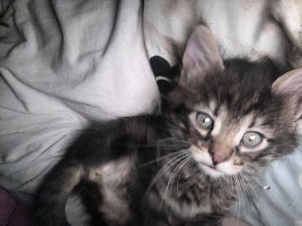 Maincoon Kitten