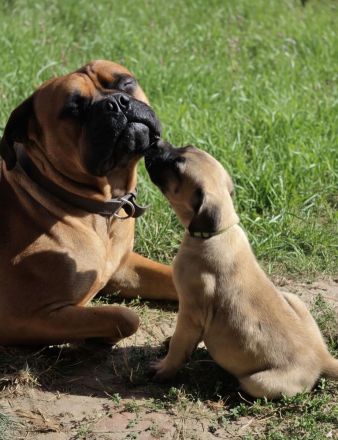Cane Corso Welpen suchen ihre Herzensmenschen